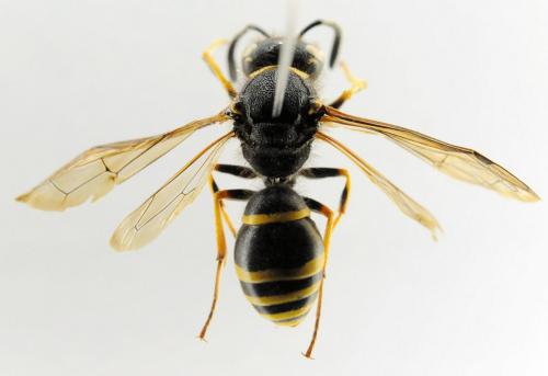 Odynerus spinipes